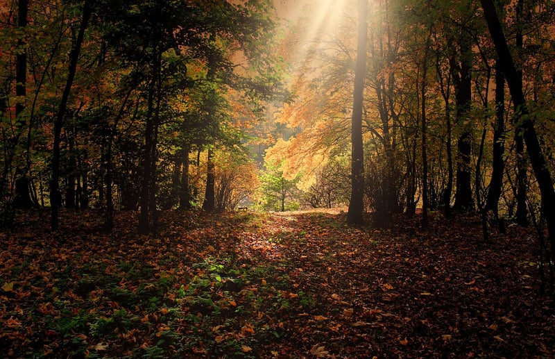 Autumn Season