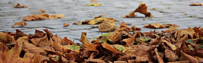 Autumn Landscape