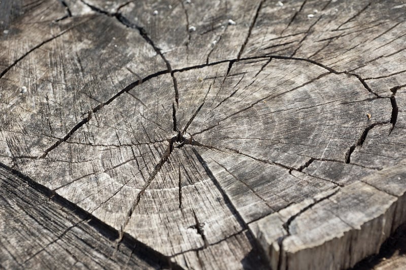 Wood Logs